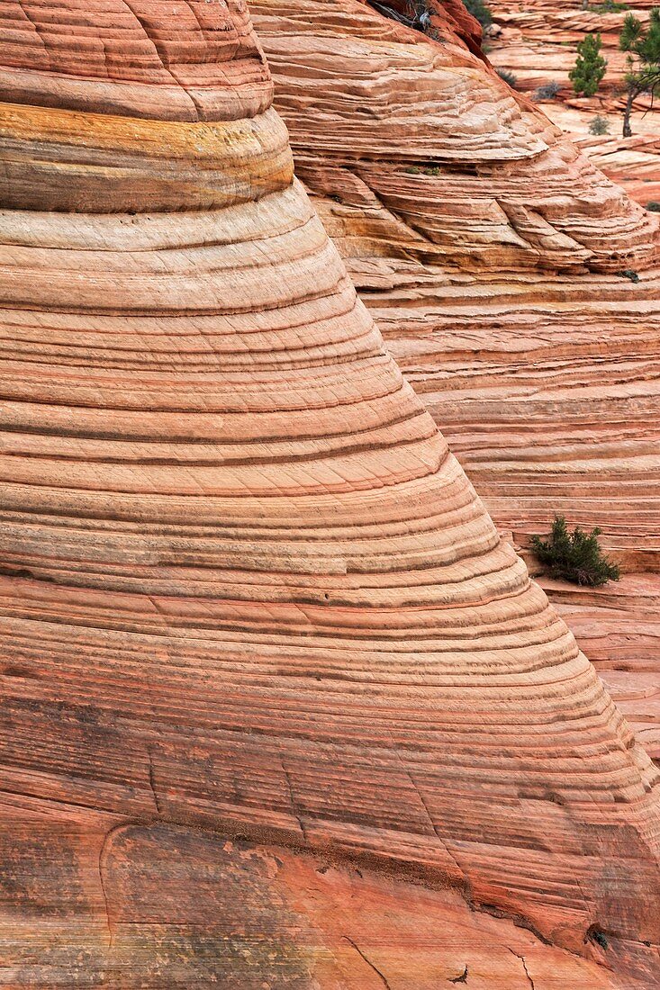 Zion National Park, Utah- Showing cross-bedded layers in sandstone.
