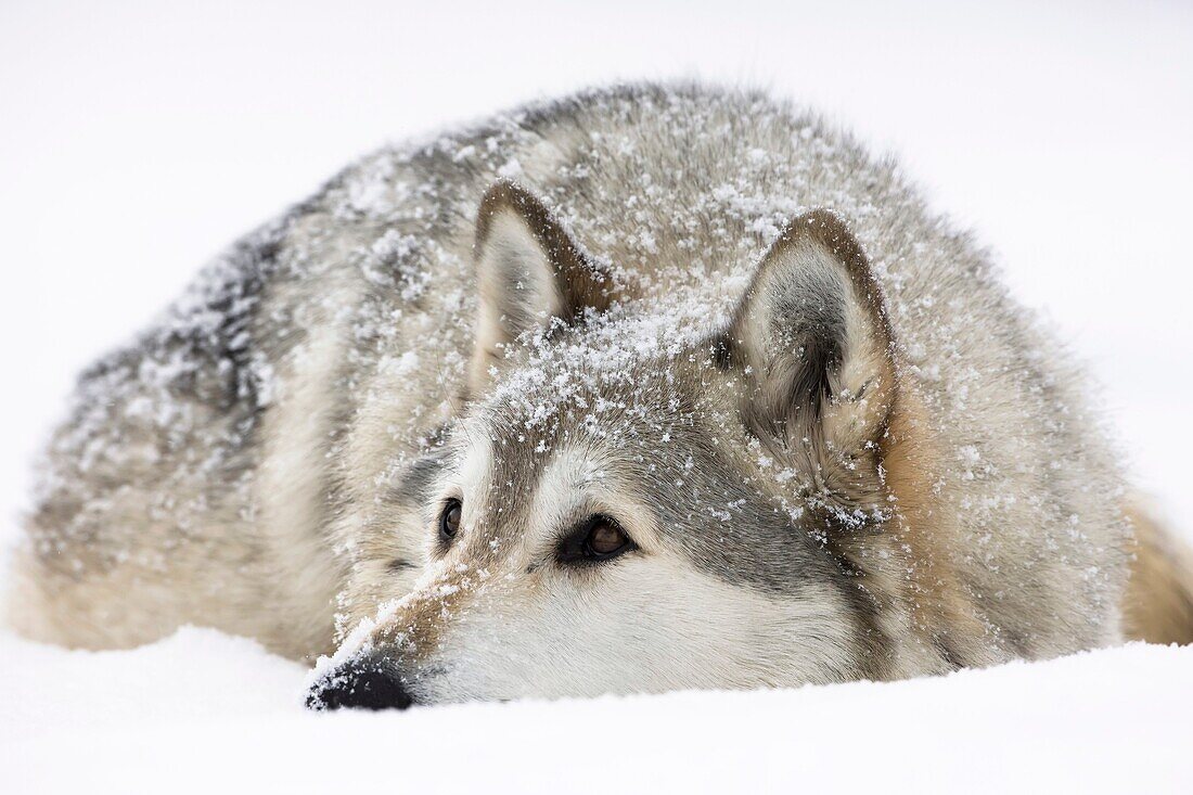 Gray Wolf Timber Wolf  Canis lupus . Male, captive. Originally found throughout most of North America except western California and the Southeast. Loss of habitat and persecution have caused a drastic decline in their numbers and range. Now found in Michi