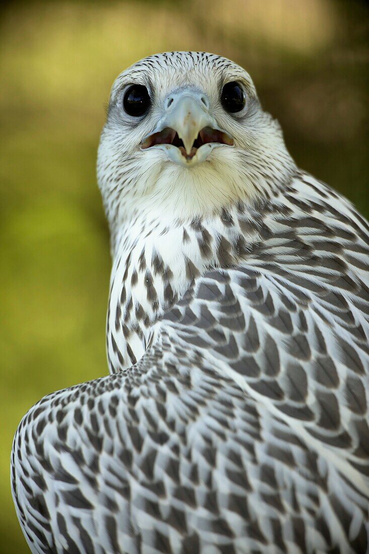 Gyrfalcon - Falco rusticolus - Juvenile - Captive - Wyoming.
