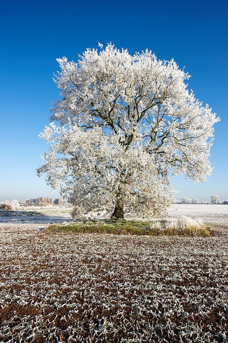 Hoarfrost - Warwickshire - England - Showing Kenilworth Castle - Partially destroyed during English Civil War.