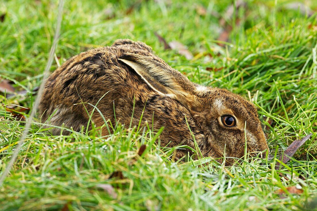Brown hare- Lepus europaeus - UK - in its form.