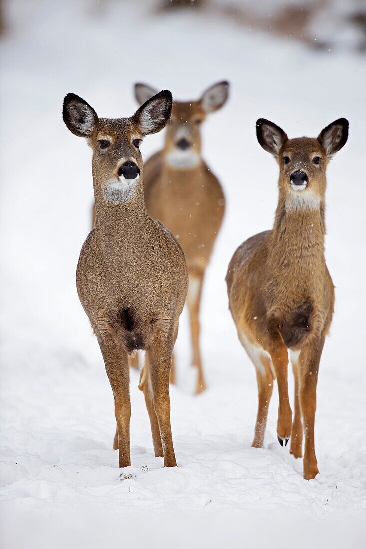 White-tailed deer - Odocoileus virginianus - doe - New York - USA.