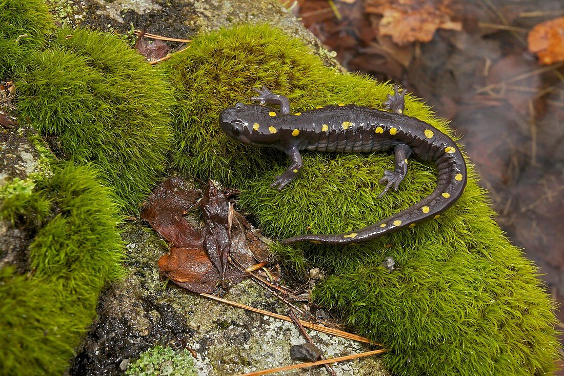 Spotted Salamander Ambystoma maculatum - New York - USA - at breeding pond in spring - Common in the eastern United States and Canada