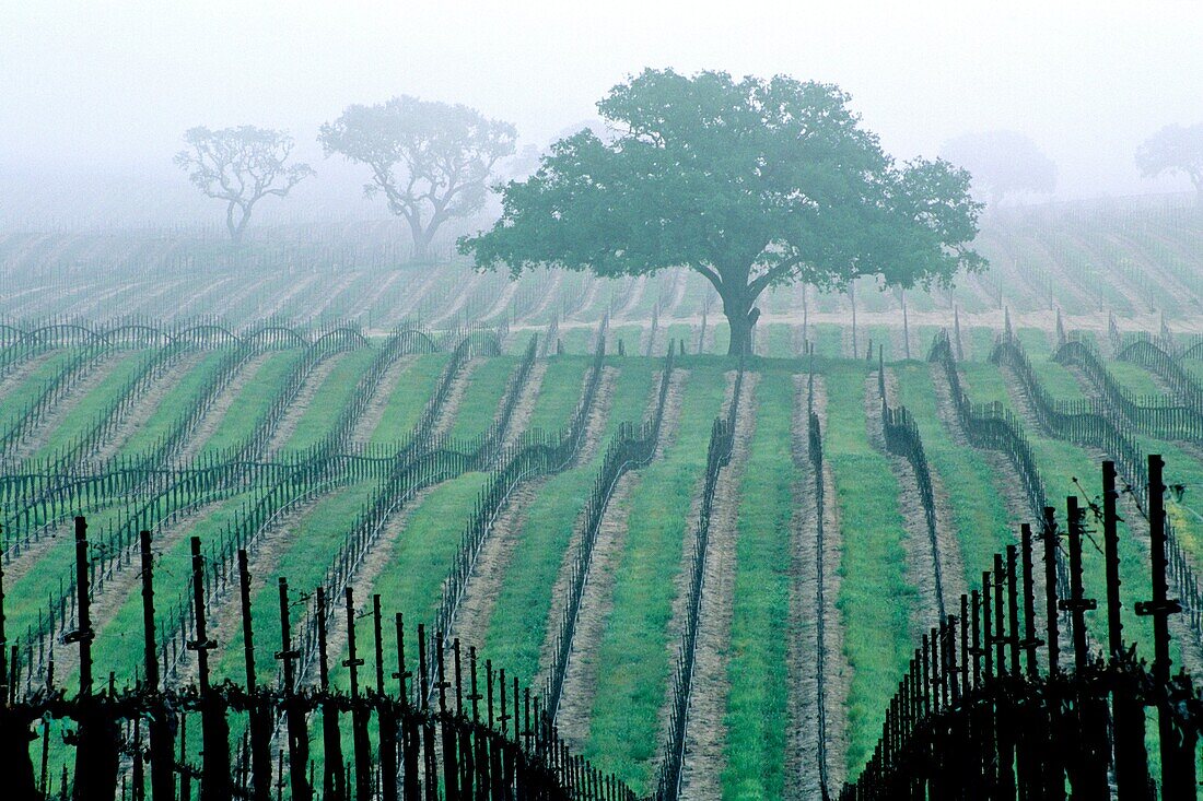 Morning fog over vineyard rows and oak tree in spring, Union Road, Paso Robles San Luis Obispo County, California