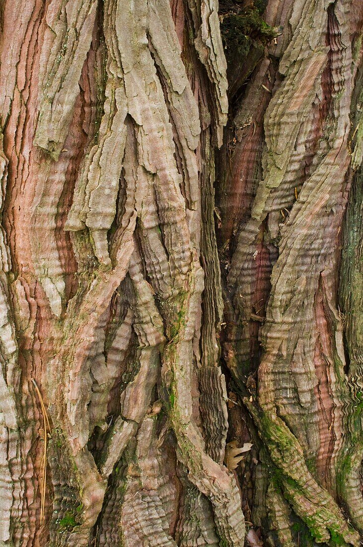 Detail close-up of twisted tree bark, Yosemite National Park, California