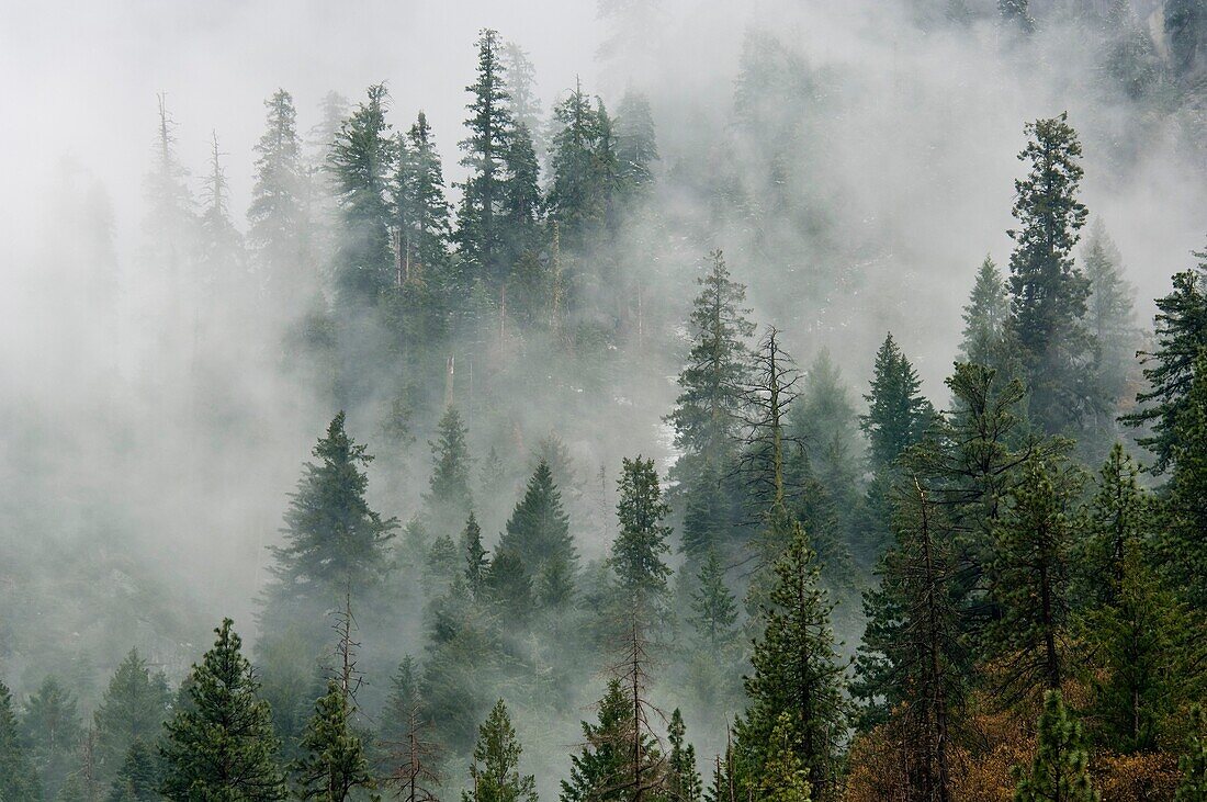 Pine Trees in clouds, Yosemite National Park, California