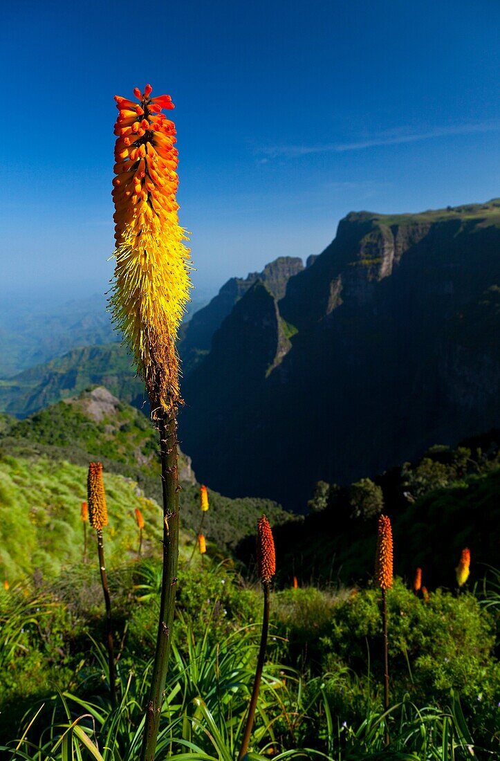 RED HOT POKER Kniphofia Uvaria, Simien Mountains National Park, Ethiopia, Africa