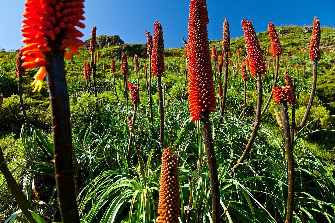 RED HOT POKER Kniphofia Uvaria, Simien Mountains National Park, Ethiopia, Africa