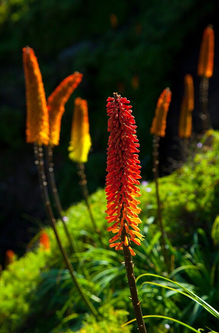 RED HOT POKER Kniphofia Uvaria, Simien Mountains National Park, Ethiopia, Africa