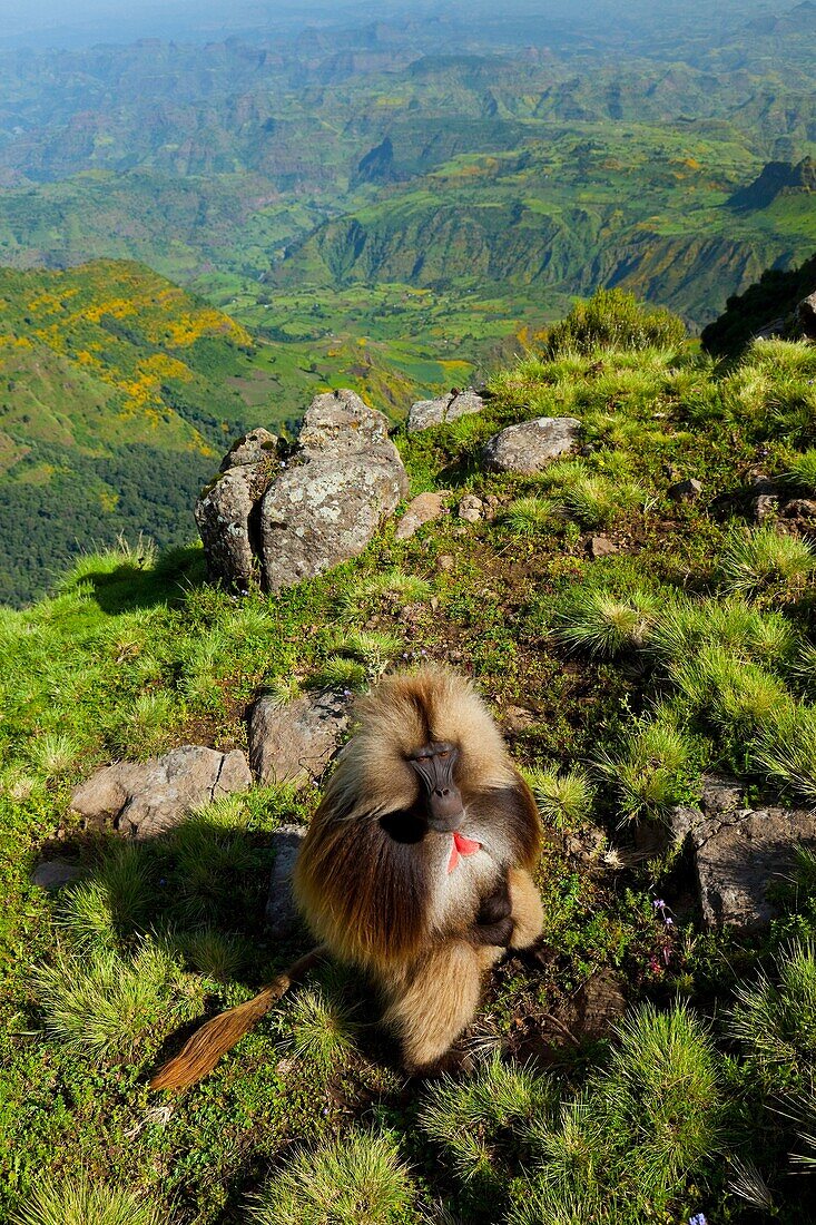 Gelada Baboon Theropithecus gelada, Simien Mountains National Park, Ethiopia, Africa