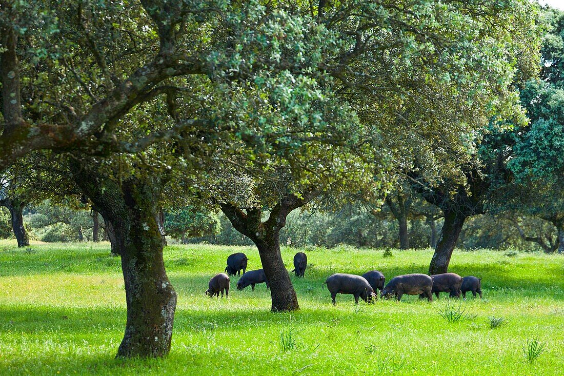 IBERIAN PIG Sus scrofa domestica, Monfrague National Park, Caceres, Extremadura, Spain, Europe