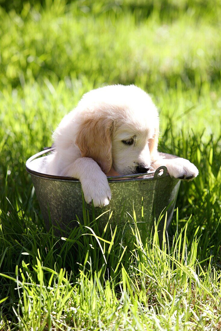 Golden Retriever puppy