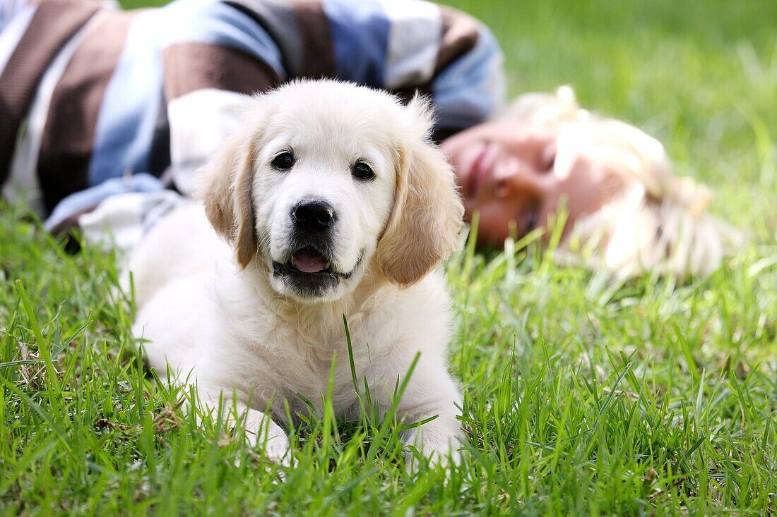 Golden Retriever Welpe