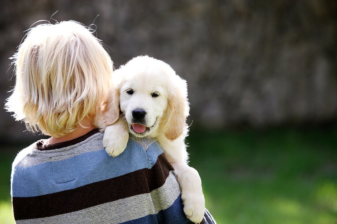 Golden Retriever Welpe