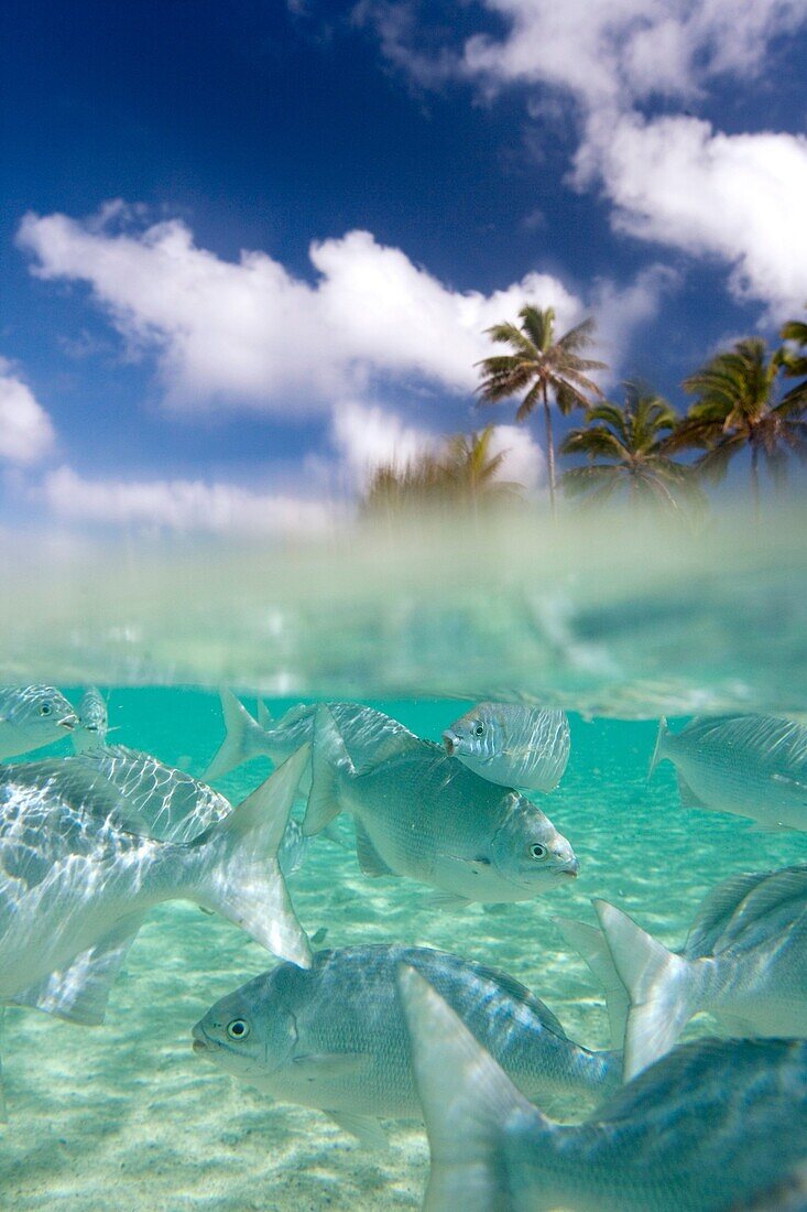 Rarotonga, Die Cookinseln