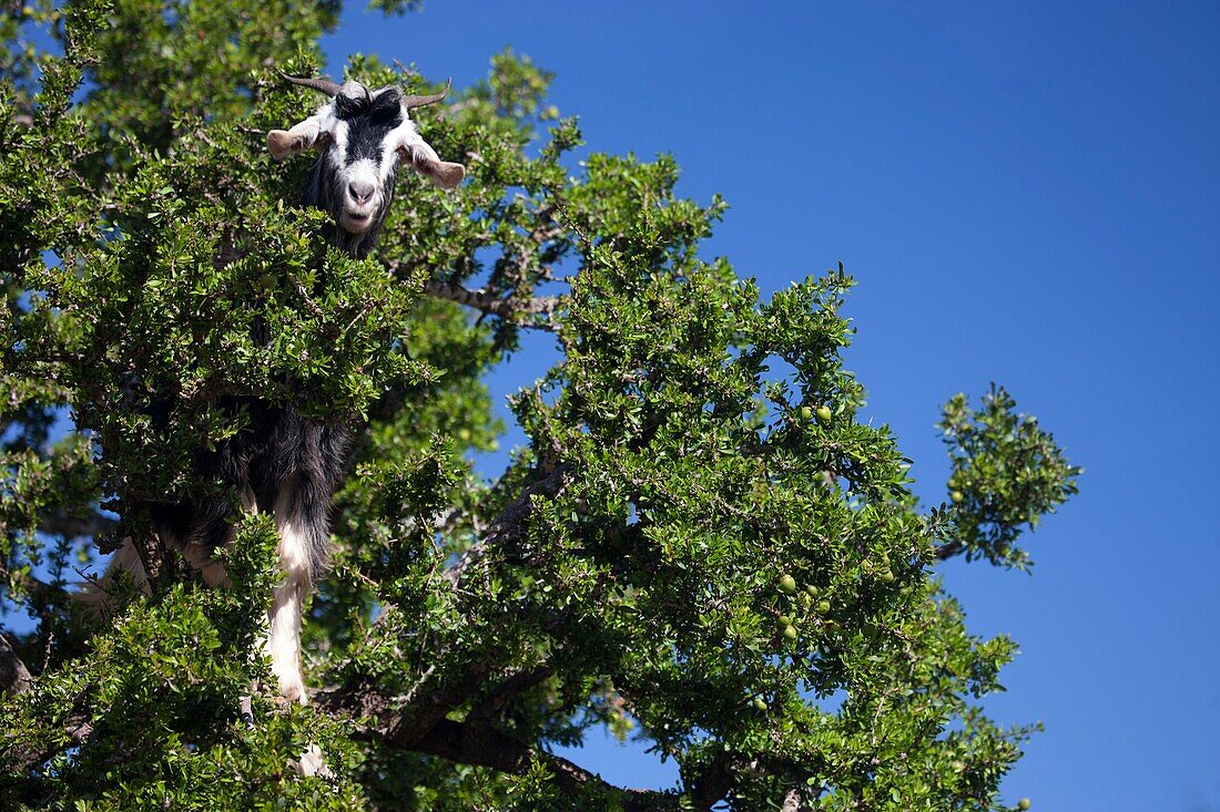 Goats Climbing Argan Trees in Morocco