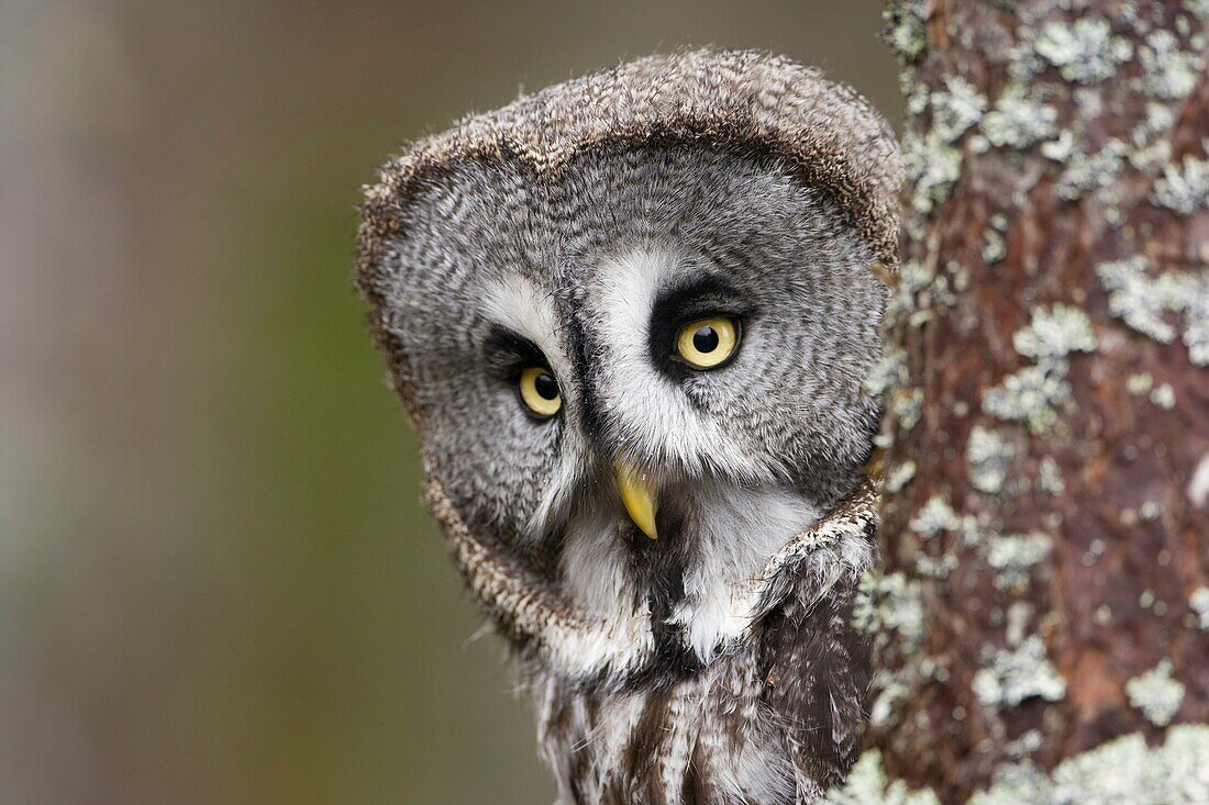 Great grey owl Strix nebulosa perched in pine forest controlled conditions Scotland  February