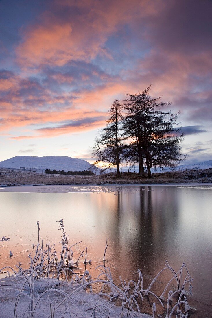 Loch Tulla and larch trees at sunset, Argyll, Scotland, December