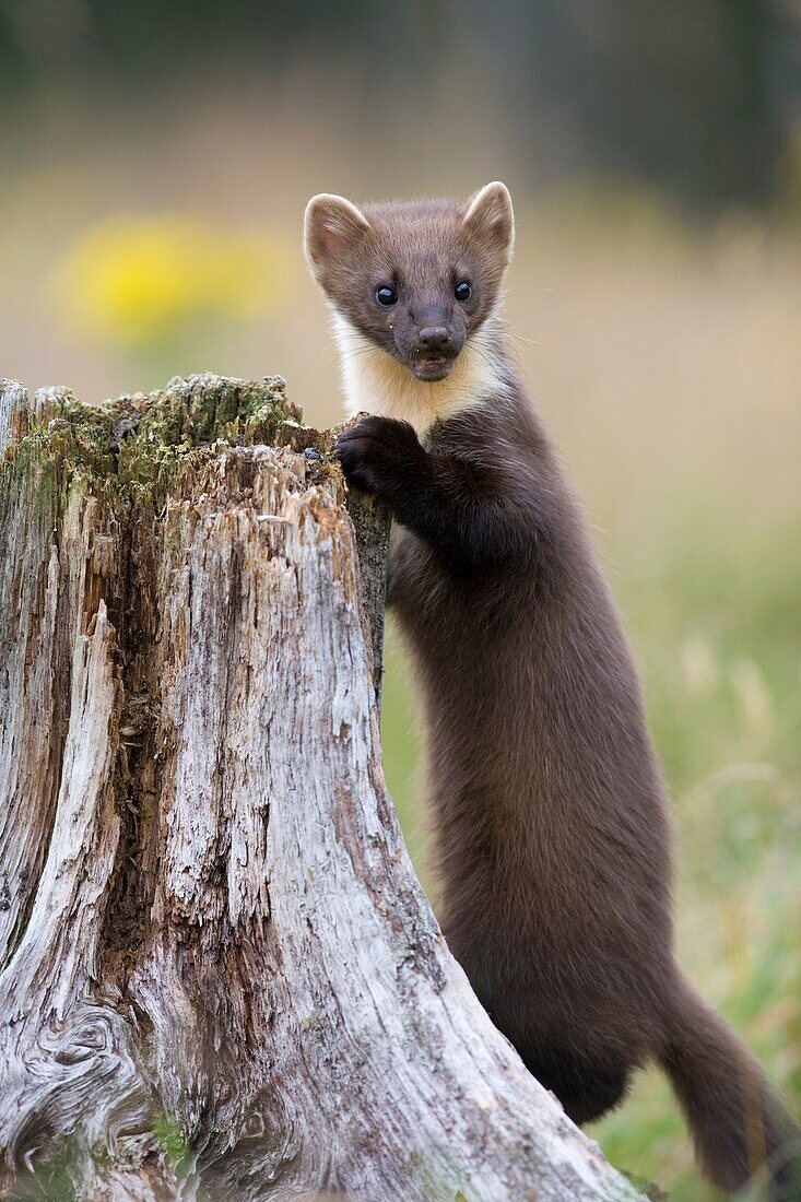 Pine marten Martes martes young female stood on stump, Scotland, August 2007