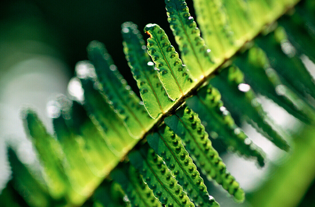 background, blurred, botany, Close-up, Color image, day, detail, fern, green, horizontal, leaf, natural, nature, outdoor, plant, texture, vegetation, G22-158864, AGEFOTOSTOCK