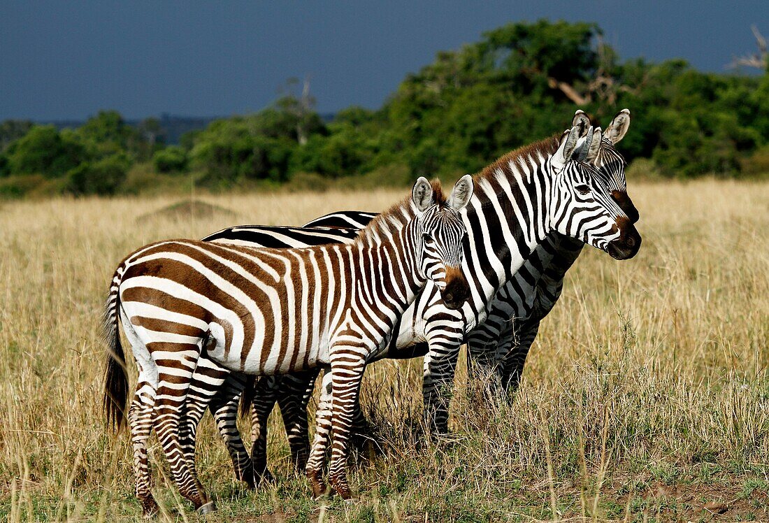 Zebra-Stripes