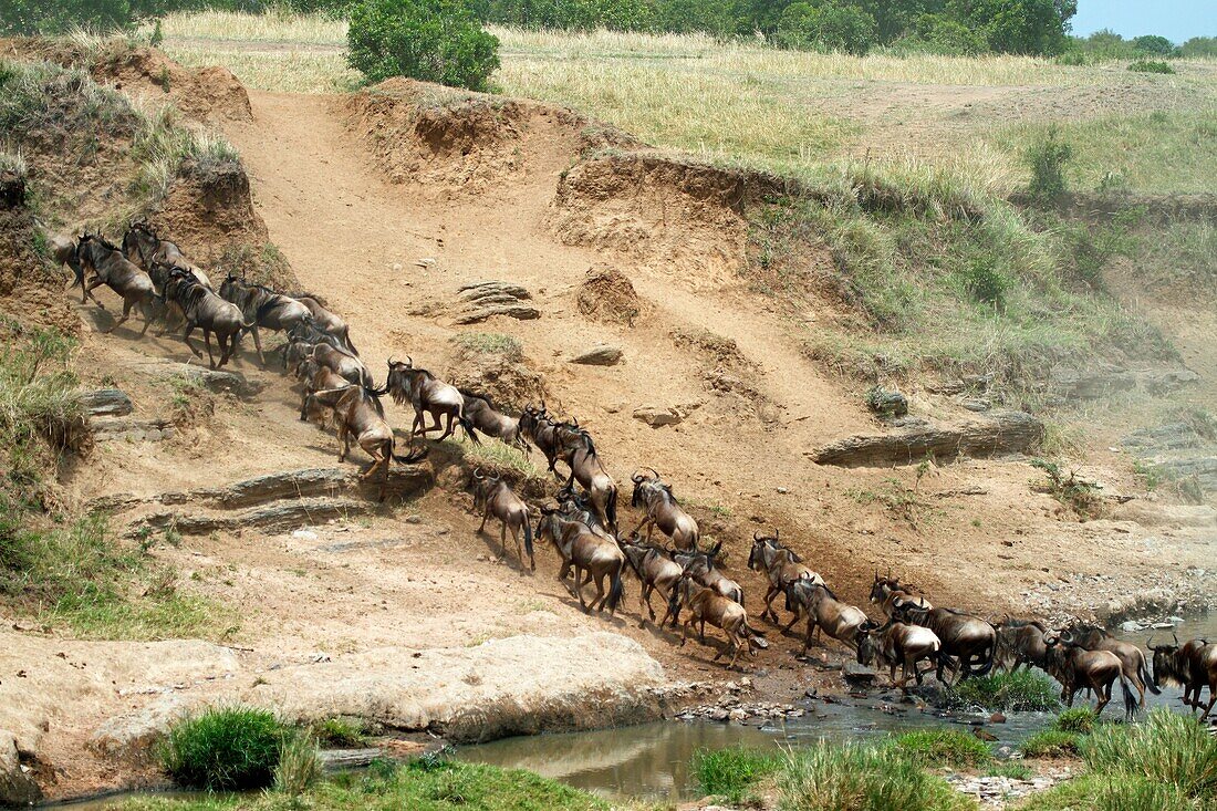 Wildebeests Rivercrossing