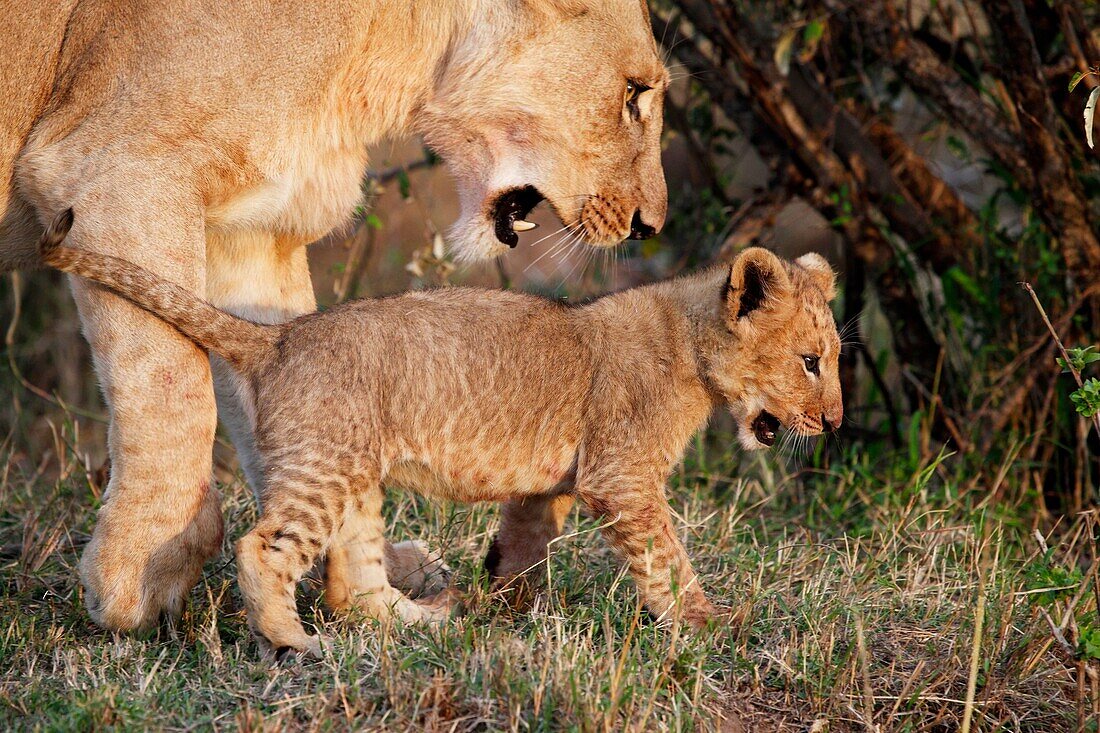 Lions in the Mara