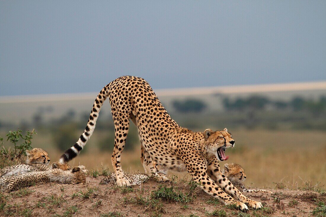 Cheetahs in Kenya