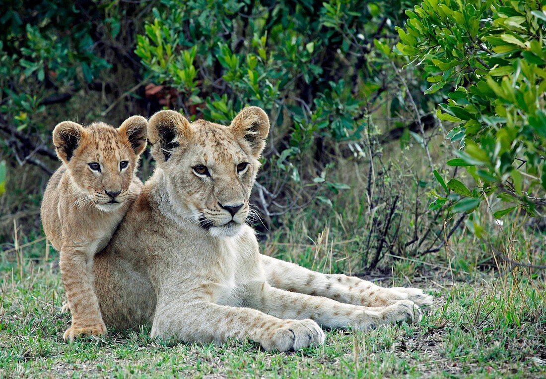 Lions in the Mara