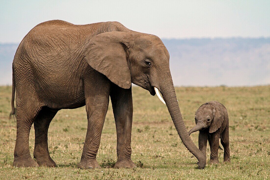 Elephant family