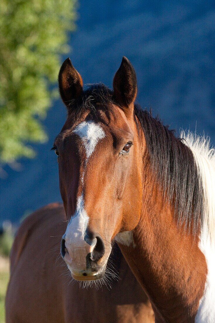 Ranch Horse Portrait in Montana USA