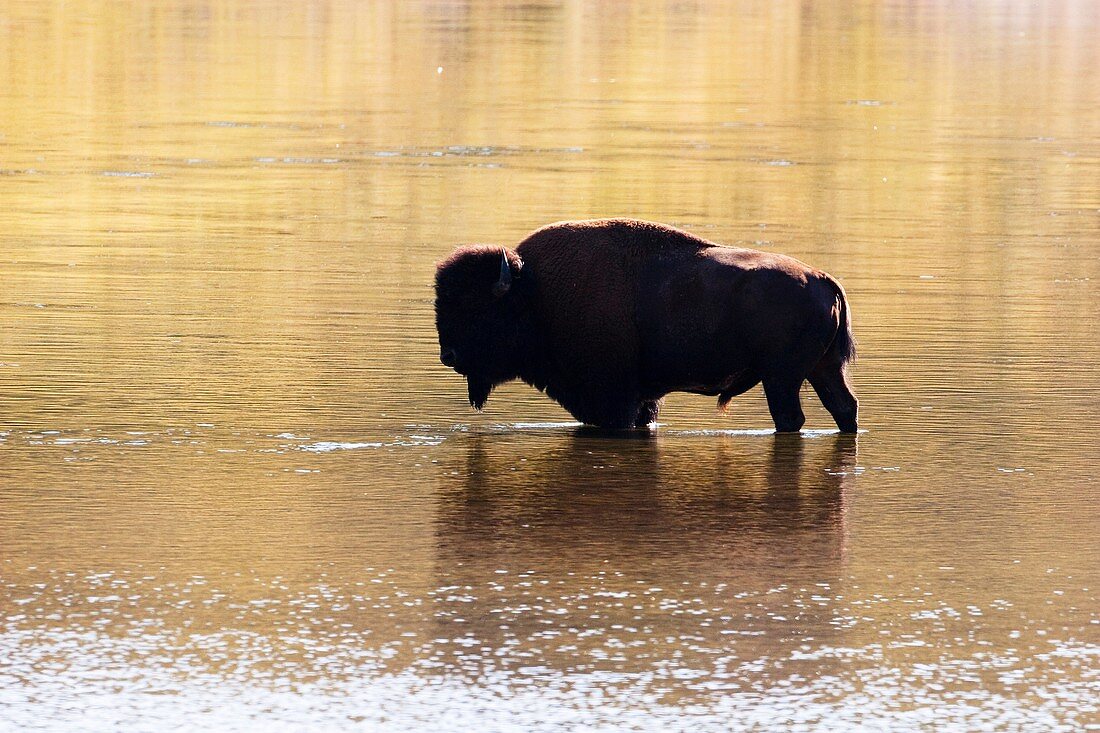 Bison in Yellowstone River