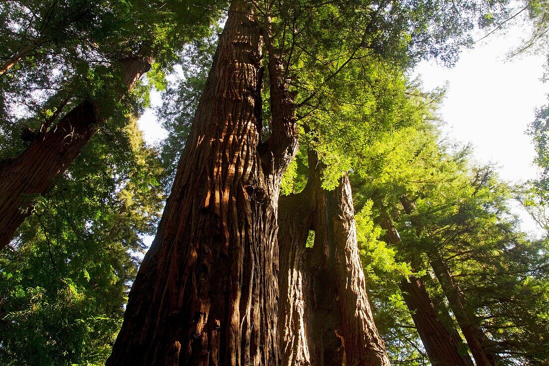 Coastal Redwood Tree, California, USA, Sequoia sempervirens