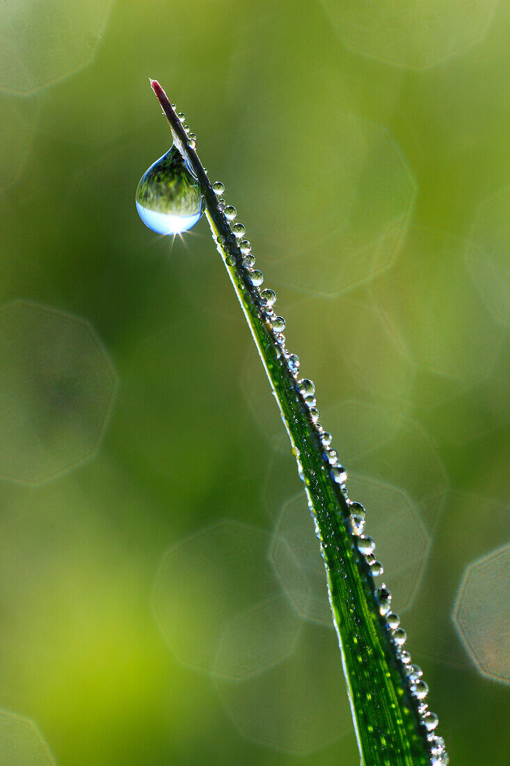 Detail, spring, light, macro, morning, morning rope, pattern, close_up, reflector, raindrop, sun, rope, dew, dewdrop, drop, water, drop of water, meadow, close up, one, graze individual, colorful, empty, fresh, graphical, pattern, green, isolation, wet, s