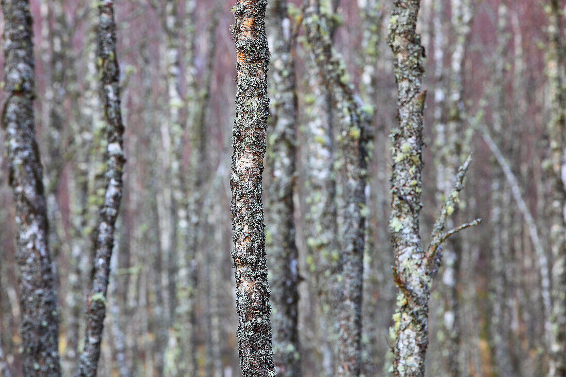 Tree, trunk, trunks, Covered, birch wood, trees, Cairngorms, detail, lichen, lichens, patterns, samples, national park, park, Scotland, Great Britain, trunk, trunks, wood, forest, winter, concepts, graphical, green, red, white. Tree, trunk, trunks, Covere