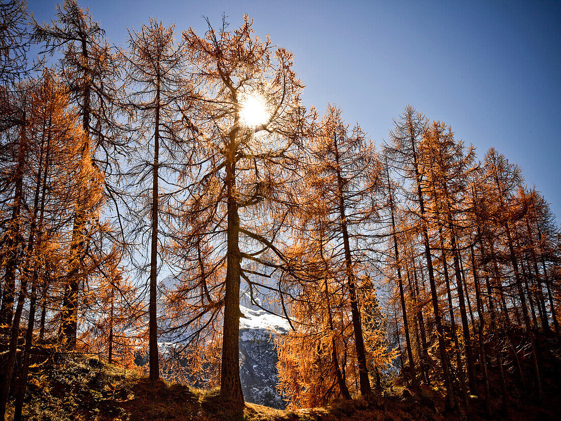 Switzerland, Europe, Engadin, Engadine, Graubünden, Grisons, autumn, mountains, Alps, alpine, snow, larch tree, blue sky, sun, sky, scenery, alpine scenery. Switzerland, Europe, Engadin, Engadine, Graubünden, Grisons, autumn, mountains, Alps, alpine, snow