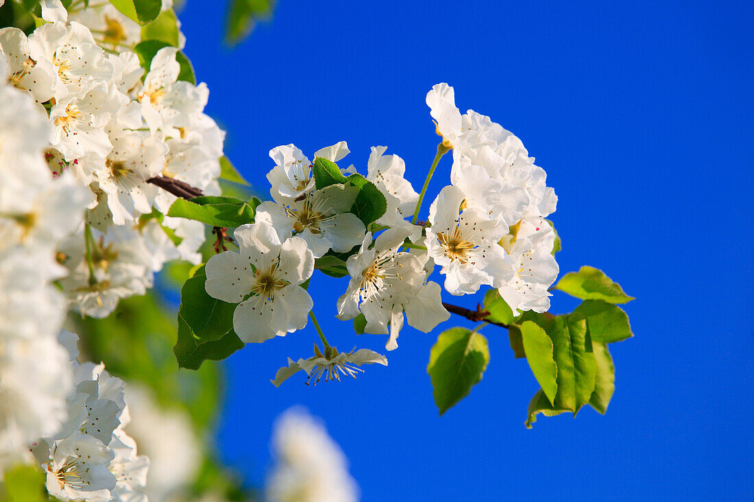 Agrarian, branch, knot, tree, pear tree, pear, pears, leaves, blossom, flourish, flower, splendour, detail, flora, spring, sky, pomes, pomes plants, agriculture, macro, close_up, nature, fruit, fruit_tree, Oetwil am See, plant, Pyrus domestica, Ranunculus