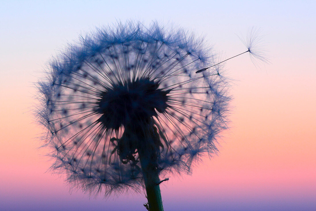 Flower, detail, dusk, twilight, flora, flight, reproduction, back light, sky, ease, light, air, dandelion, macro, close_up, plant, puff, blowball, blowing, seed, silhouette, Switzerland, silhouette, sun, sunrise, Taraxacum officiale, withering, fly, repro