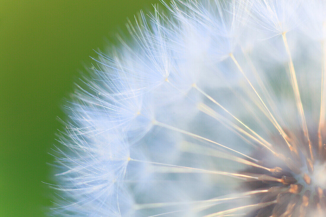 Flower, detail, flora, reproduction, ease, dandelion, dandelion, macro, pattern, sample, close_up, plant, puff, blowball, blowing, seed, Switzerland, Taraxacum officiale, withering, close up, reproduce, withers graphical, light, weightless, pass, white, t