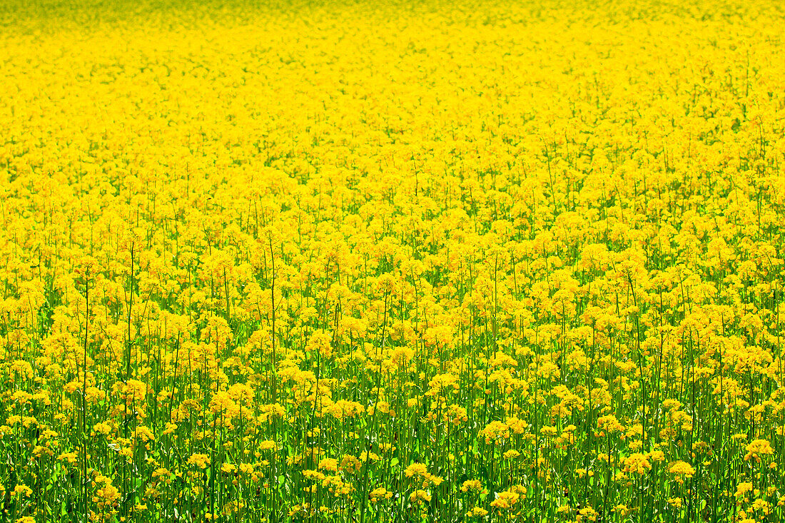 Agrarian, agriculture, cultivation, outhouse, Brassica napus, field, spring, agriculture, oil, Oetwil am See, plant, rape, rape field, Switzerland, Zurich uplands, canton Zurich, plants, bright, yellow, graphical, pattern, sample, green, . Agrarian, agric