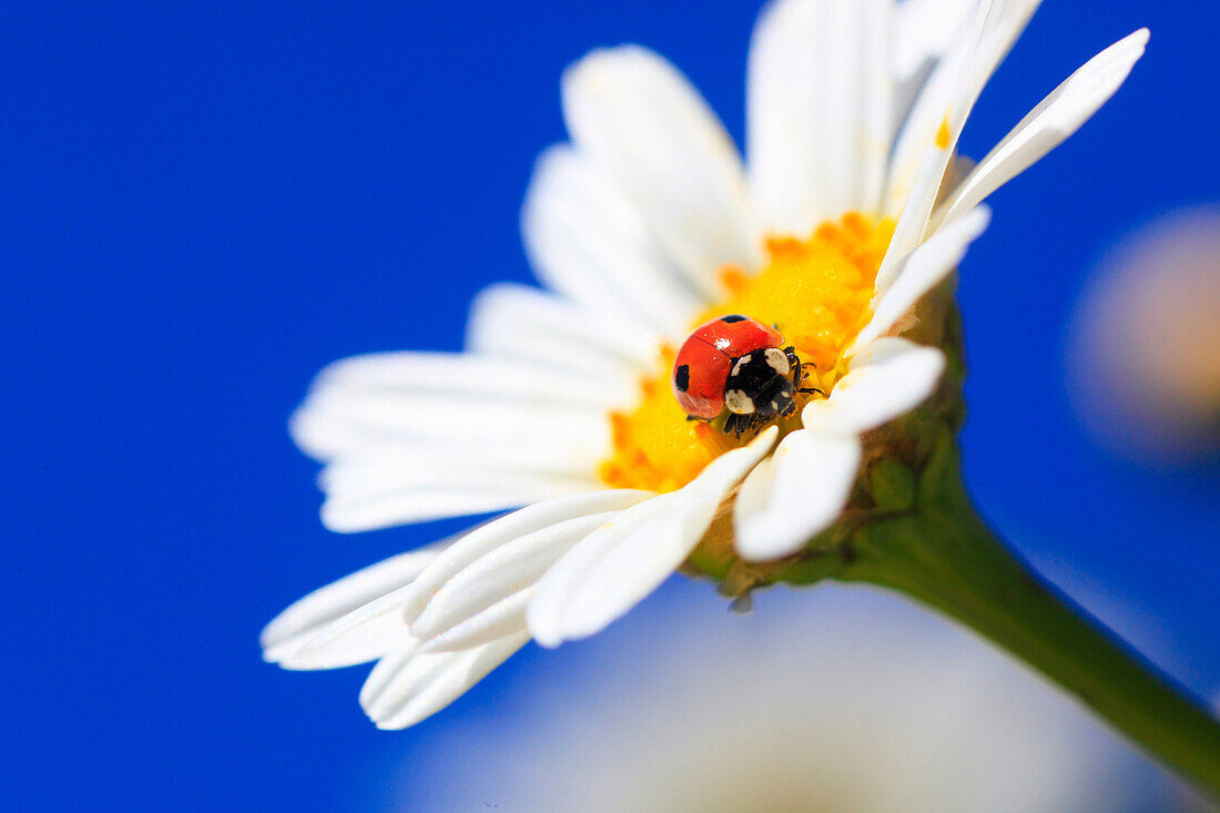 2, Adalia bipunctata, blossom, flower, flowers, splendour, flower meadow, blossom, flourish, blossoms, flourishes, petal, petals, Coccinellidae, detail, color, freshness, spring, spring, spring, garden, garden flower, sky, insect, beetle, Leucanthemum vul