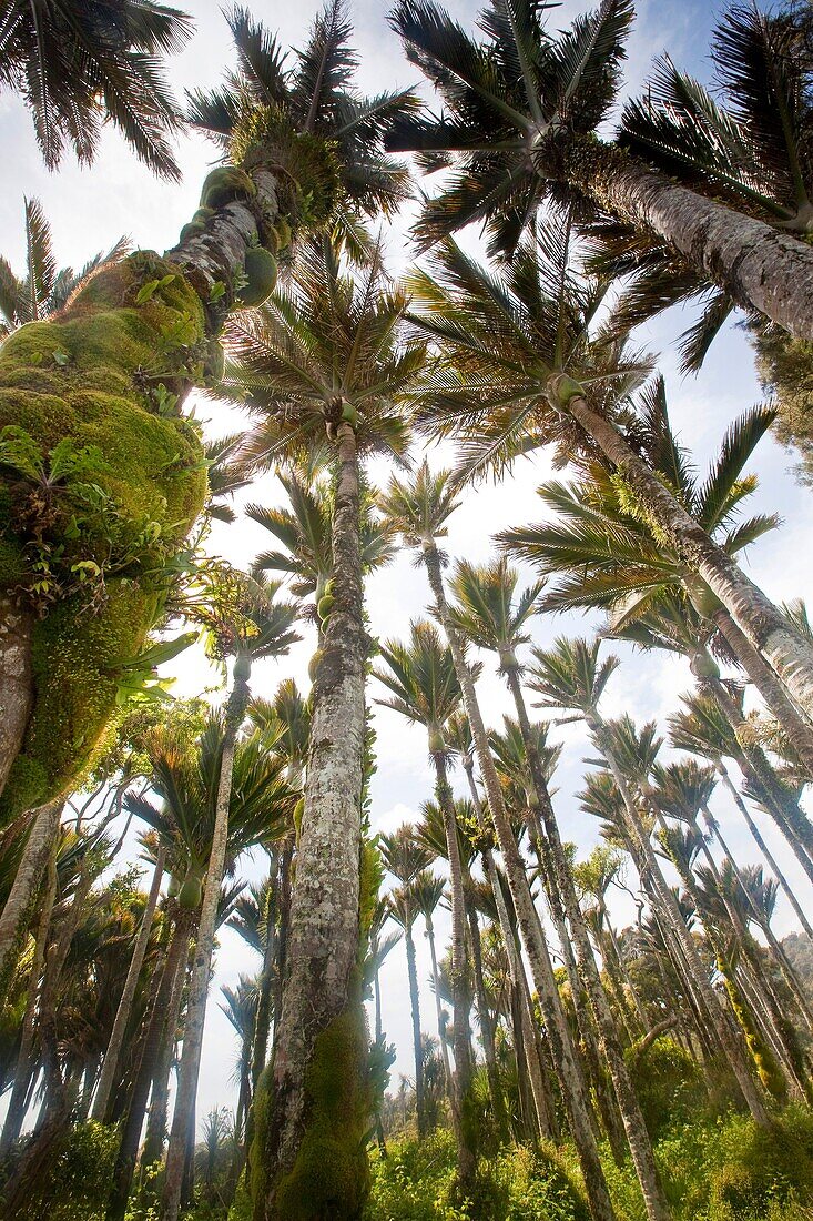 Nikau palms (Rhopalostylis sapida) with ferns and mosses growing on their trunks, Punakaiki, Paparoa National Park, West Coast, New Zealand