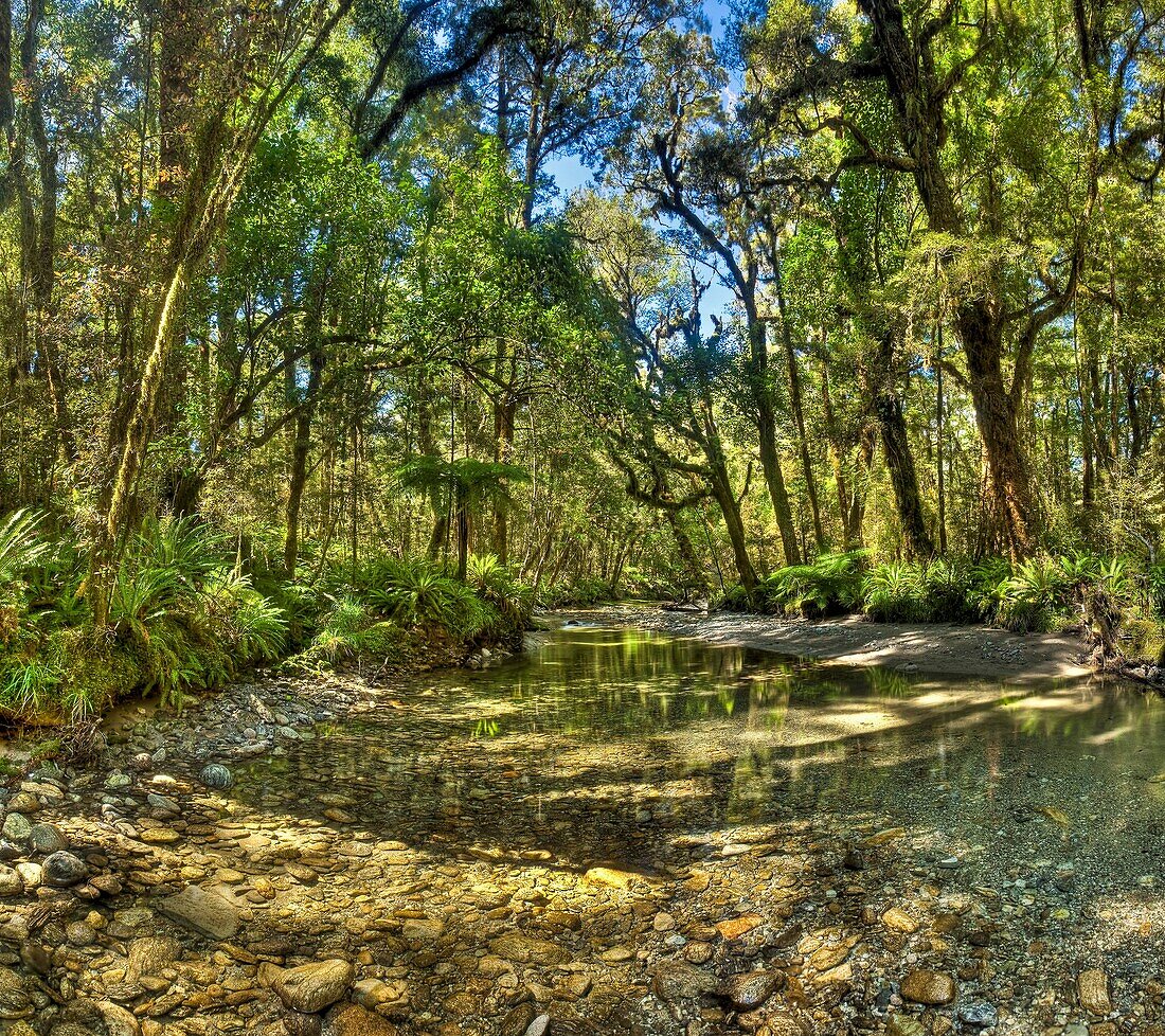 Fossil Creek panorama, Inland Pack Track, Paparoa National Park, West Coast, New Zealand