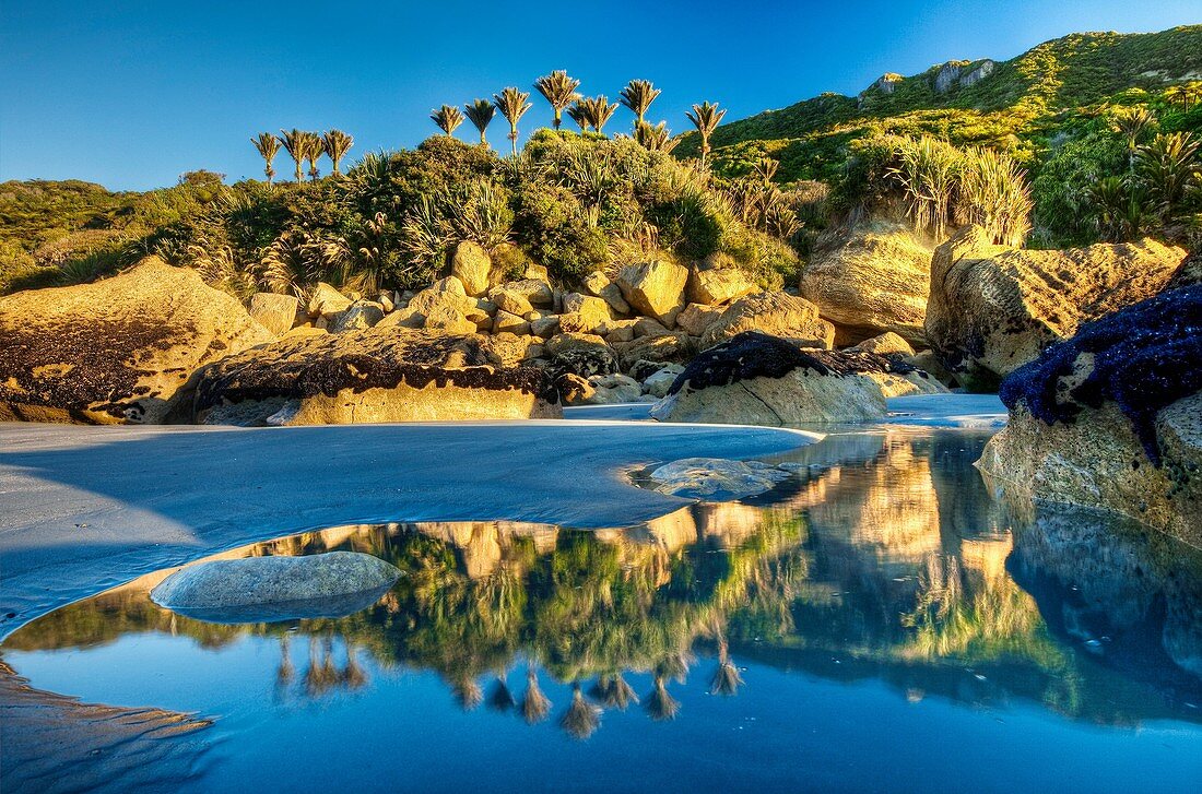 Nikau palms reflection, on beach at Woodpecker Bay, Punakaiki, Paparoa National Park, West Coast, New Zealand