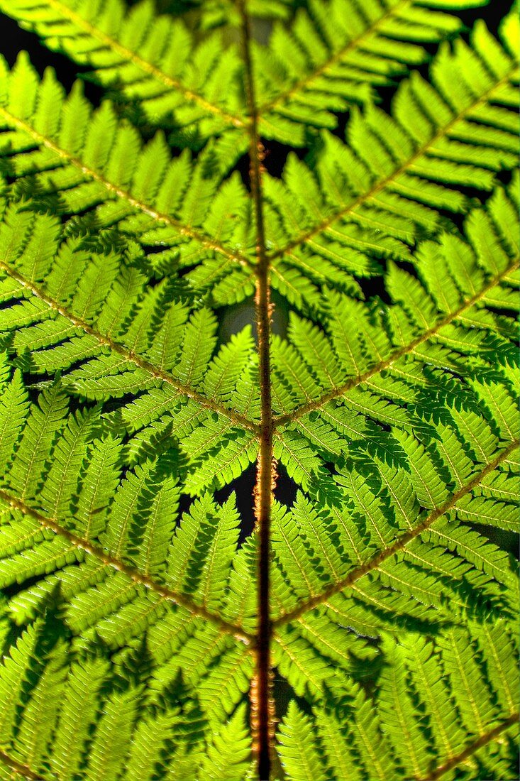 Punga fern frond closeup, Heaphy Track near Karamea, Kahurangi National Park, West Coast, New Zealand