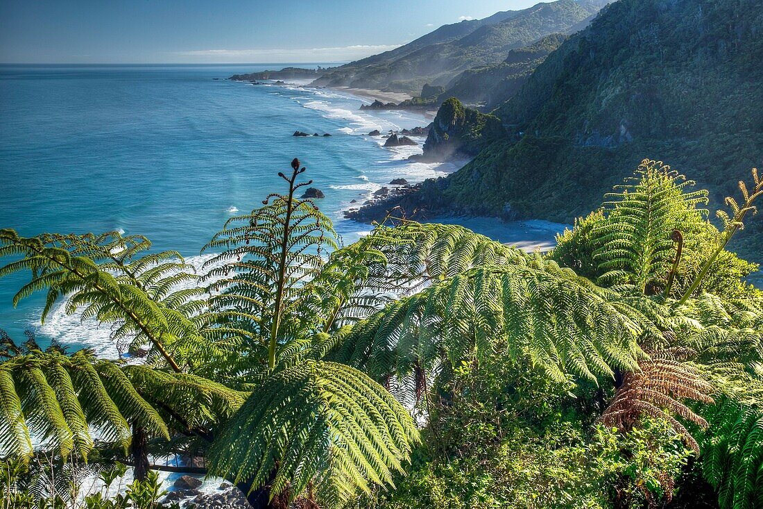 Punga tree ferns above rugged beaches, Paparoa National Park, West Coast
