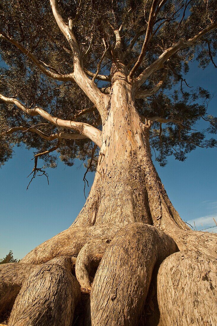 Eucalyptus tree with contorted roots, Geraldine, South Canterbury, New Zealand
