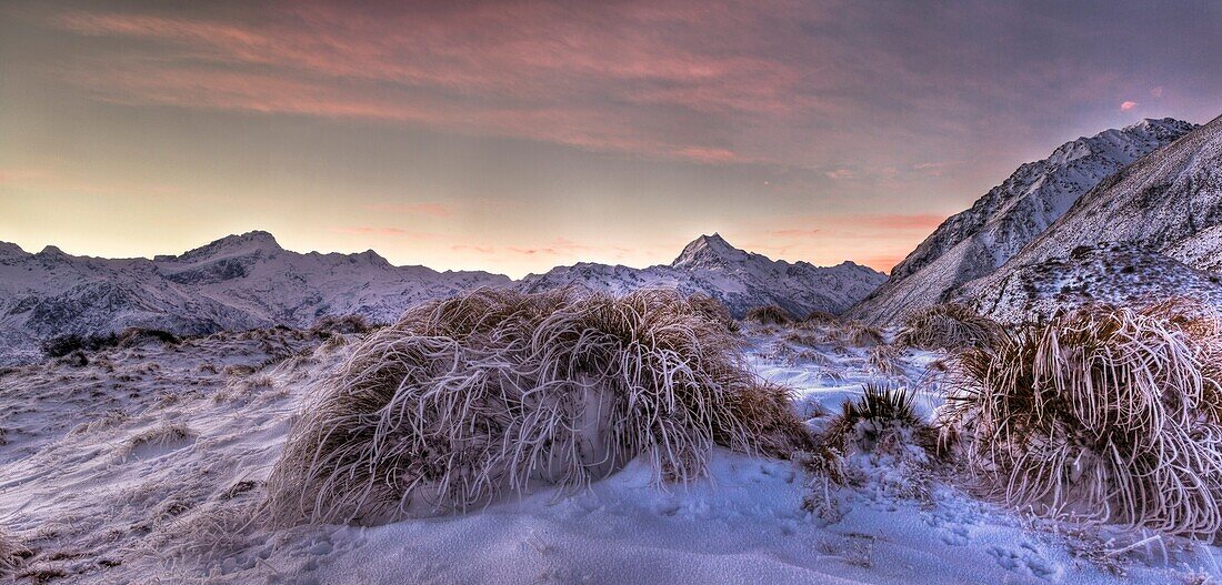 Frosted tussock grass, Mt Sefton to Aoraki / Mt Cook, dusk, Burnett Mountains