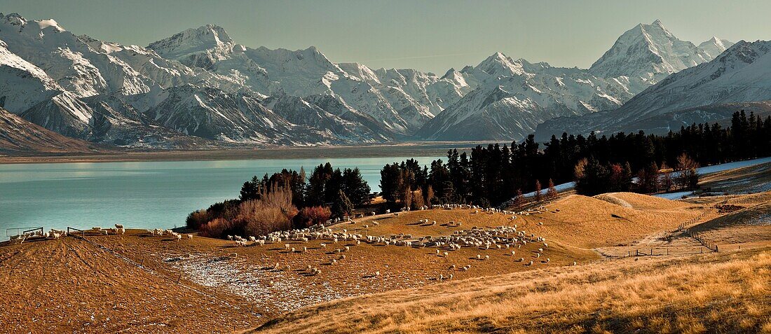 High country sheep station above Lake Pukaki, Mt Sefton  left and Aoraki / Mt Cook, winter, Canterbury, New Zealand