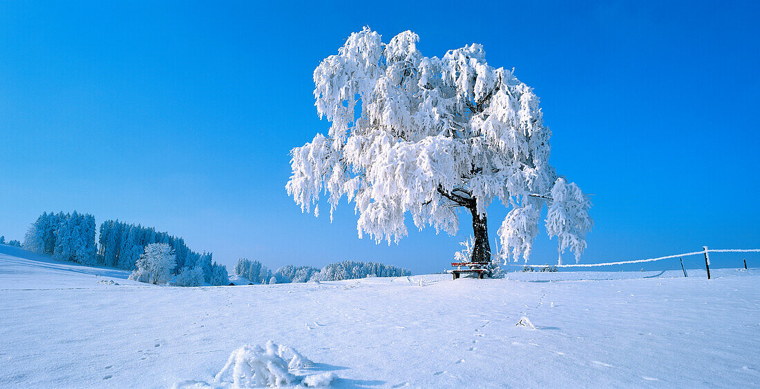 Birch tree covered with frost, Saulgrub, Ammergau, Upper Bavaria, Germany